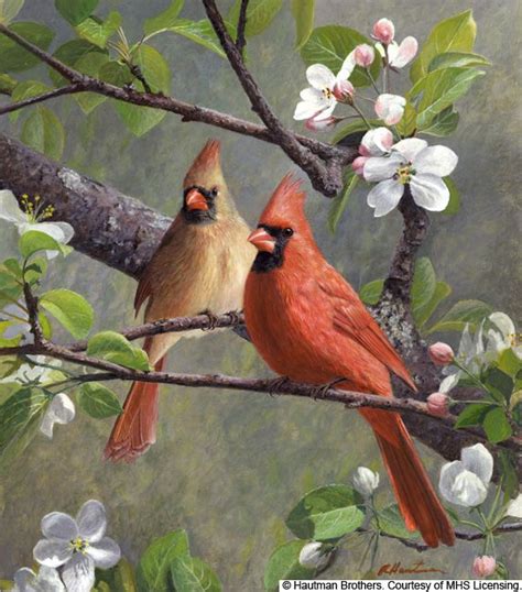 Cardinal Pair | Bird drawings, Birds painting, Watercolor bird