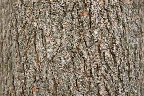 Free photo: Bark texture - Bark, Cracked, Texture - Free Download - Jooinn