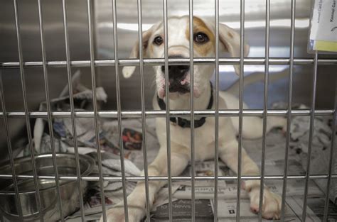 Fort Worth's animal shelter is so full, the city is dropping adoption fee to $10 : FortWorth