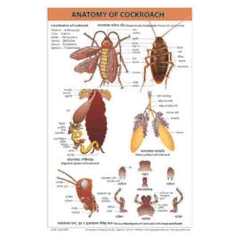 CHART- Anatomy of COCKROACH - Taj Scientific Online Store