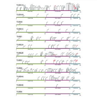 Mapping of pathogenic tubulin mutations across tubulin isotypes ...