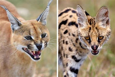 Caracal vs Serval: What’s the Difference?