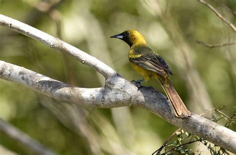 Cuba – Endemic Birds