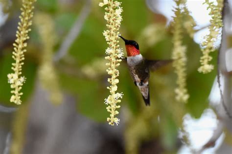 Ruby-Throated Hummingbird