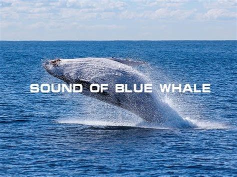 Sound Of Blue Whale - YouTube