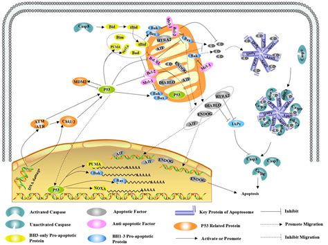 Mitochondria Apoptosis Pathway