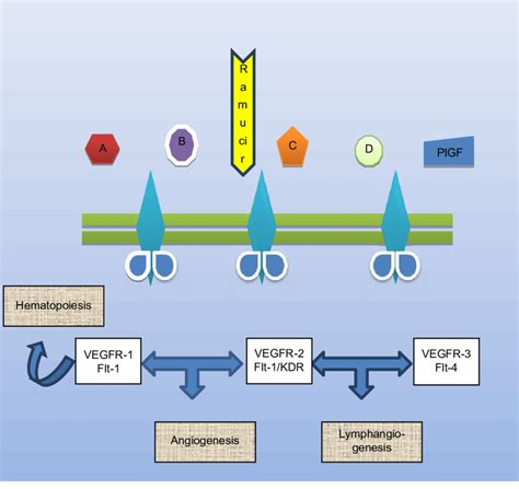 Basic mechanism of action of ramucirumab. Note: A-D refer to different... | Download Scientific ...