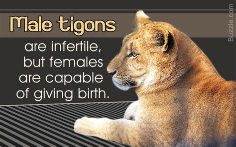 Interesting Facts About Tigons - Animal Sake