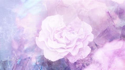 Purple Carnation Flower Meaning Dictionary | Auntyflo.com