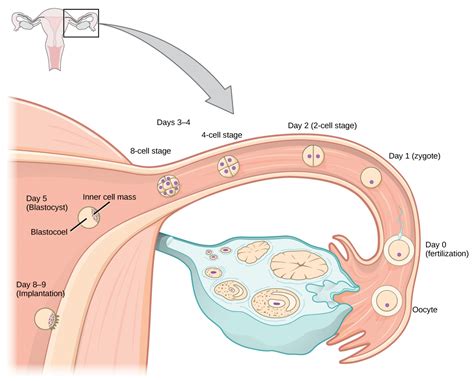 24.5. Human Pregnancy and Birth – Concepts of Biology – 1st Canadian ...