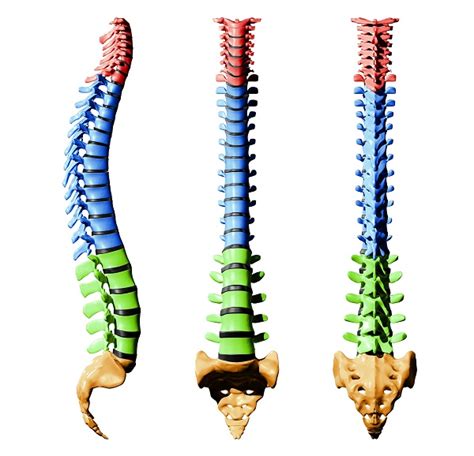 What is a Normal Curvature of the Spine?