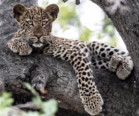 Leopard Cub Resting In A Tree : r/hardcoreaww