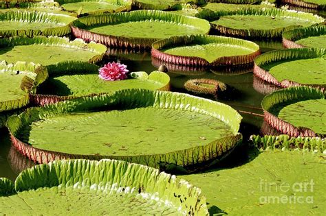 Giant Water Lily (victoria Amazonica) Photograph by John Wright | Fine ...