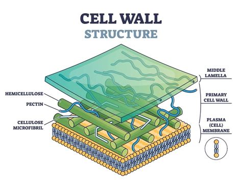 Eukaryotic cell wall: Structure, chemical composition, and function