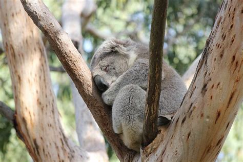 Koala Conservation Centre - Park Prices & Ticket Fees, Phillip Island