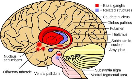 What is the Difference Between Basal Ganglia and Cerebellum - Pediaa.Com