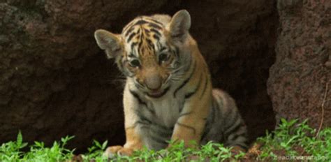 Tiger Baby GIF - Tiger Baby Cute - Discover & Share GIFs