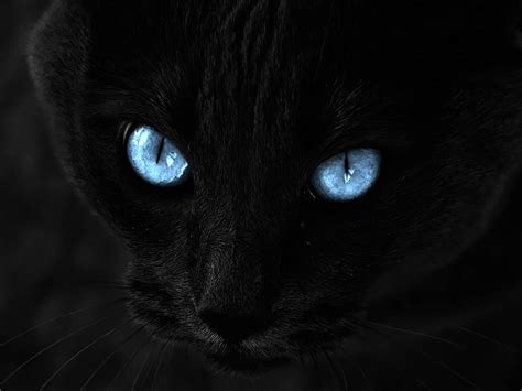 Black Cat Eyes Wallpaper - WallpaperSafari