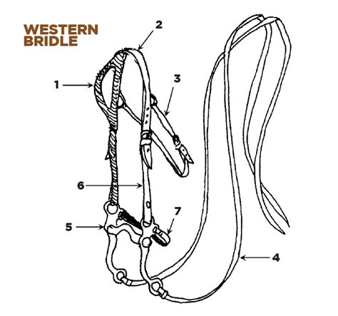 Parts of the English and Western Saddle and Bridle - Horse Illustrated