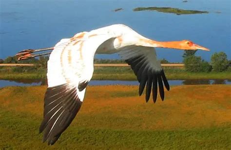 Whooping Crane - Description, Habitat, Image, Diet, and Interesting Facts