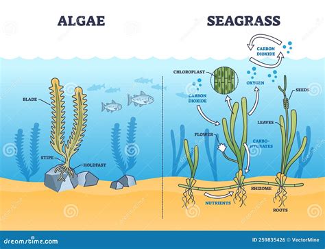 Algae and Seagrass Biological Structure and Carbon Exchange Outline Diagram Stock Vector ...