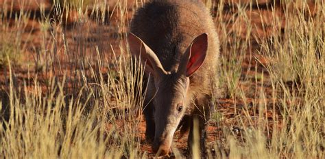 Daytime sightings of elusive aardvarks hint at troubled times in the ...