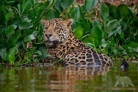 Wild Pantanal - Fascination Wildlife