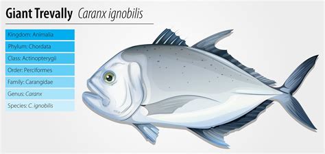 Giant trevally 372999 Vector Art at Vecteezy