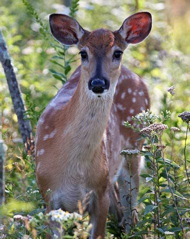 Mississippi State Land Mammal - White-Tailed Deer | Whitetail deer, Wild animals pictures, Mammals