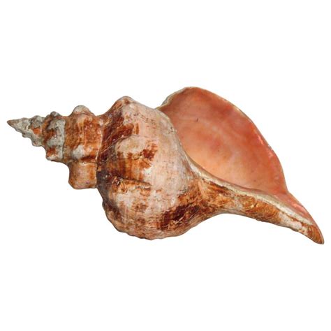 Big Old Horse Conch Sea Shell at 1stDibs