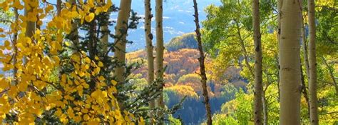 Fabulous Fall Foliage Drives – Colorado Virtual Library