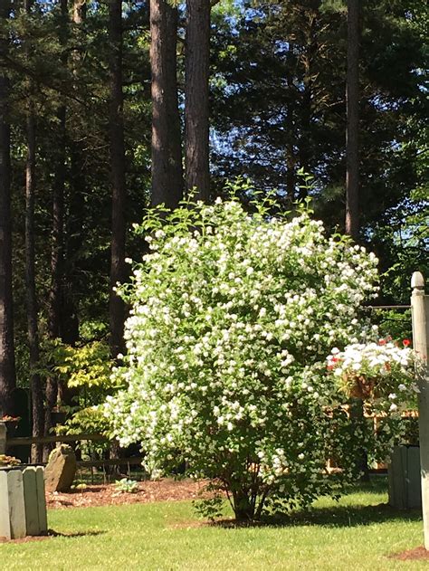 10 Mock Orange Shrub Tree Unrooted cuttings-Lovely blooms | Etsy