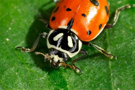 Ladybug | San Diego Zoo Animals & Plants