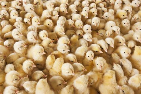 Large Group of Baby Chicks on Chicken Farm Stock Image - Image of ...