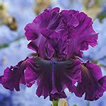 For Veronica Bearded Iris | Iris Bulbs for Sale | Breck's