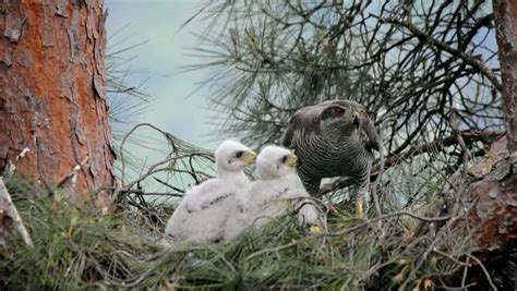 Goshawk At Nest With Chicks Stock Footage Video 1697755 - Shutterstock