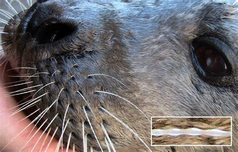 Seal Whiskers Inspire Marine Technology – Woods Hole Oceanographic ...