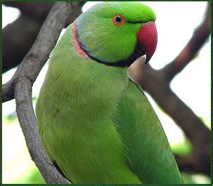 Indian parrot wallpaper |Funny Animal