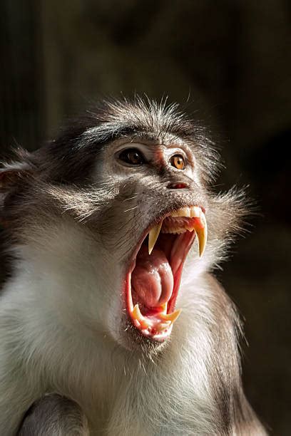 Royalty Free Monkey Teeth Pictures, Images and Stock Photos - iStock