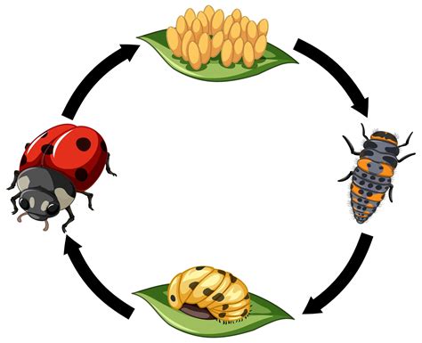 Ladybug Life Cycle Pestwiki