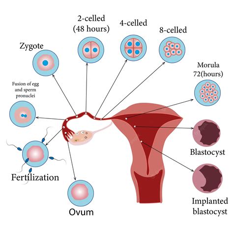 Premium Vector | Development of the human embryo, from ovulation to implantation of the ...