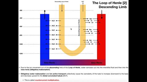 Loop Of Henle Diagram