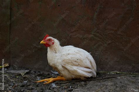 A broiler chicken has coccidiosis and lives on a farm Stock Photo ...