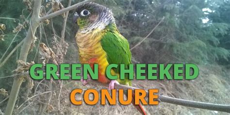 Green Cheek Conure Guide: Lifespan, Price, Care, Diet and More