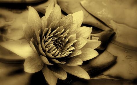 Black Lotus Wallpapers on WallpaperDog