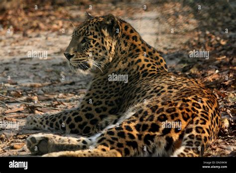 Srinagar, Kashmir. 18th December 2013. A leopard taking rest in ...