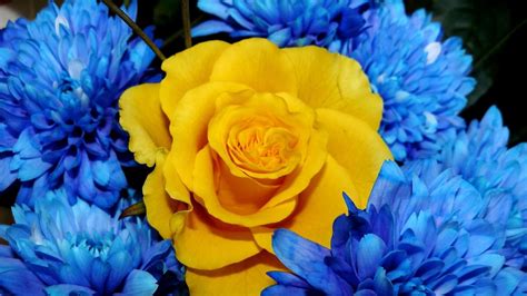 Yellow And Blue Flowers Wallpapers - Wallpaper Cave