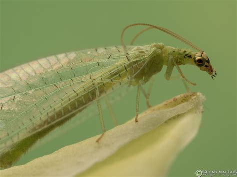 Green Lacewing Insect Macro Photography