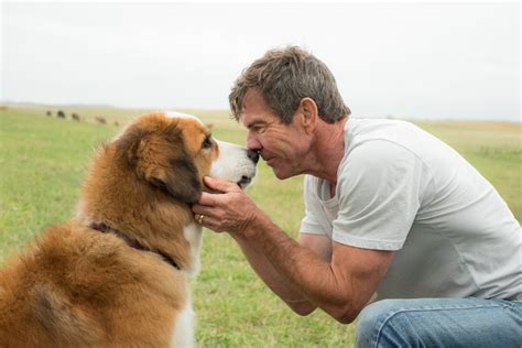 'A Dog's Purpose' Trailer Might Be The Most Unintentionally Creepy Thing You'll See This Week