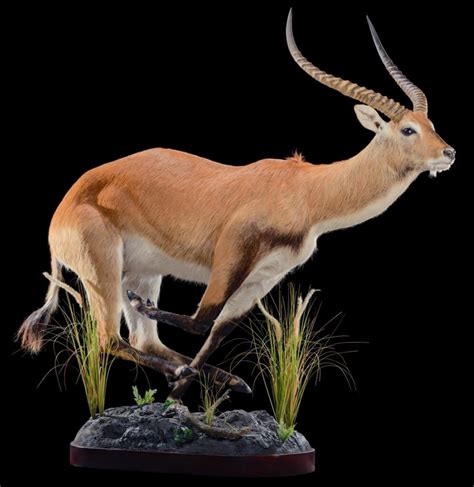 LECHWE Taxidermy South Africa | Get LECHWE Trophy Quote